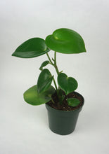 Load image into Gallery viewer, Raindrop Peperomia
