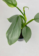 Load image into Gallery viewer, Philodendron Silver Sword
