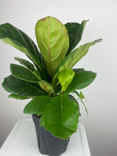 Load image into Gallery viewer, Fiddle Leaf Fig 6”
