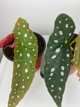 Load image into Gallery viewer, Begonia Maculata 4”
