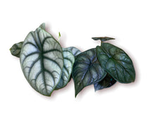 Load image into Gallery viewer, Alocasia Dragon Scale 4&quot;
