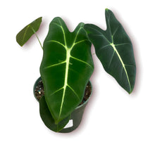 Load image into Gallery viewer, Alocasia Frydek 4&quot;
