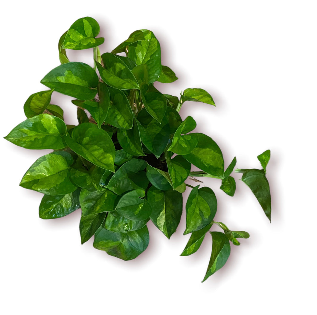 Global Green Pothos 6