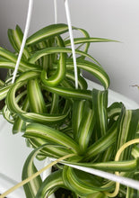 Load image into Gallery viewer, Spider Plant 4”
