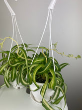 Load image into Gallery viewer, Spider Plant 4”
