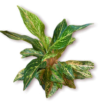 Load image into Gallery viewer, Aglaonema Pink
