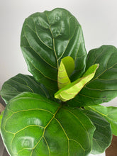 Load image into Gallery viewer, Fiddle Leaf Fig 6”
