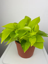 Load image into Gallery viewer, Neon Pothos 6&quot;
