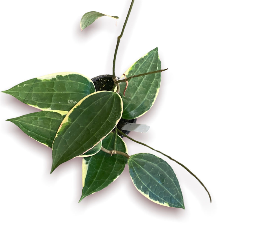 Hoya Macrophylla 4