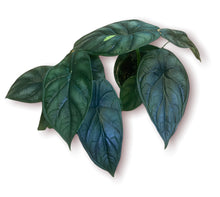 Load image into Gallery viewer, Alocasia Dragon Scale 4&quot;
