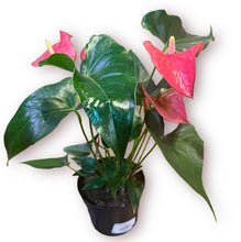 Load image into Gallery viewer, Pink Anthurium 6”
