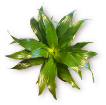 Load image into Gallery viewer, Dracaena Janet Craig 4”
