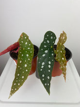 Load image into Gallery viewer, Begonia Maculata 4”
