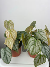 Load image into Gallery viewer, Philodendron Brandi 4”
