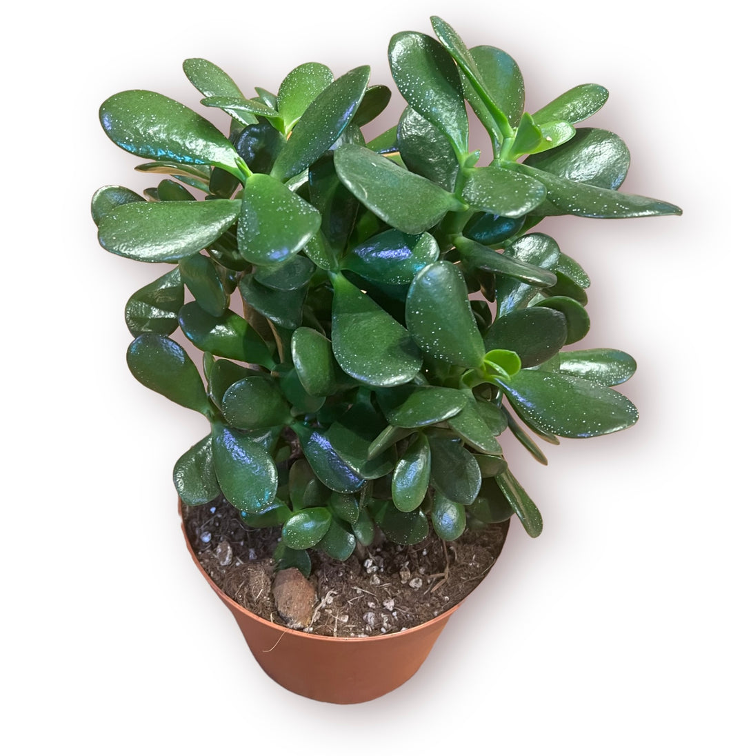 Jade Plant 6