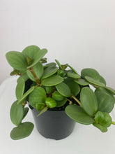 Load image into Gallery viewer, 4&quot; Peperomia Hope
