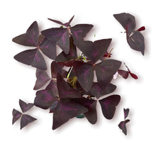 Load image into Gallery viewer, Oxalis 4&quot;
