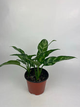 Load image into Gallery viewer, Aglaonema Maria
