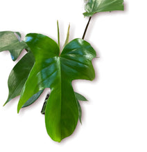 Load image into Gallery viewer, Philodendron Florida Green 1 QT
