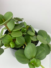 Load image into Gallery viewer, 4&quot; Peperomia Hope
