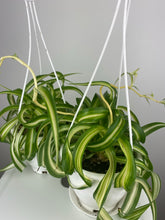 Load image into Gallery viewer, Bonnie Spider Plant 4.5”
