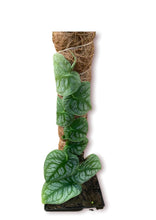 Load image into Gallery viewer, Monstera Dubia Pole 1 QT
